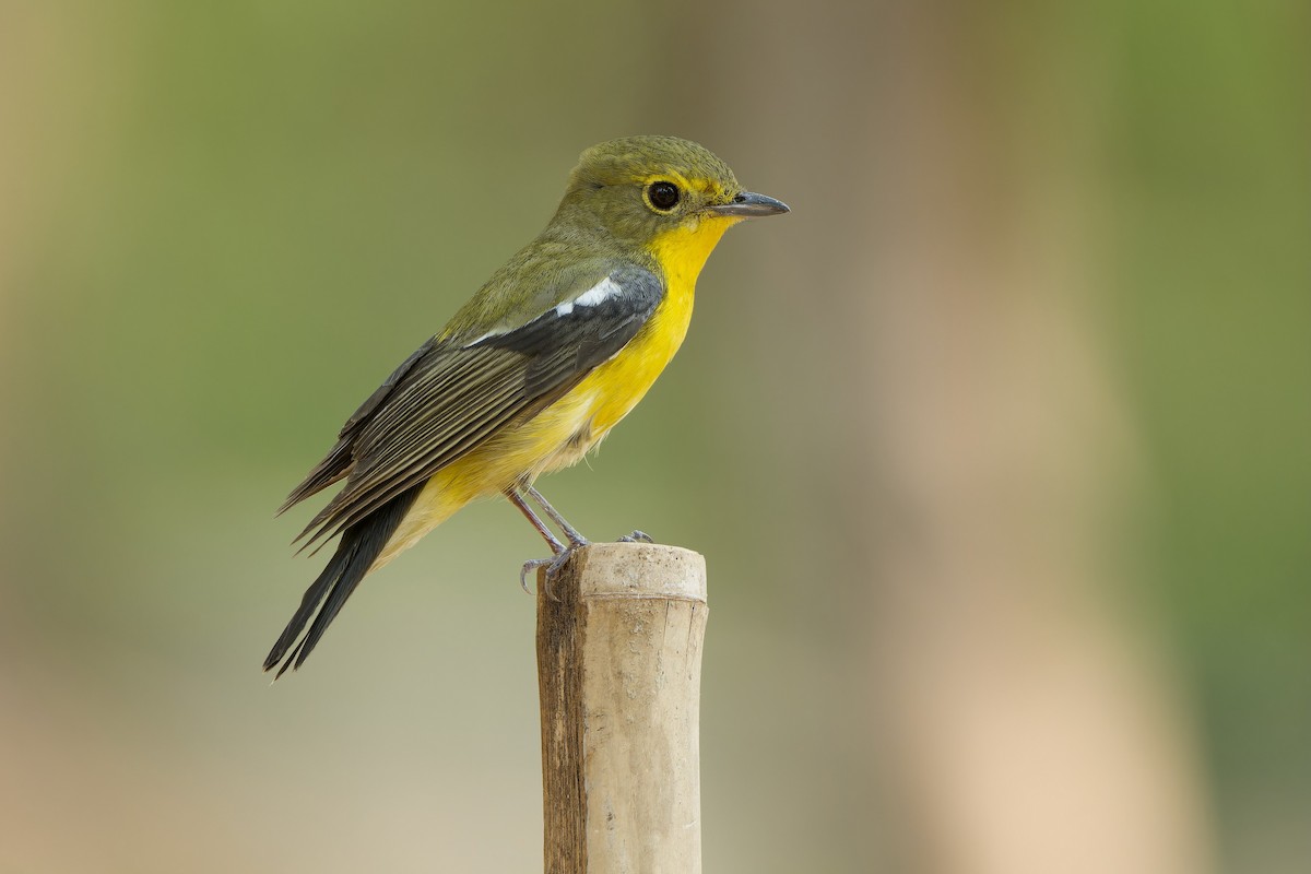 Green-backed Flycatcher - ML617299046