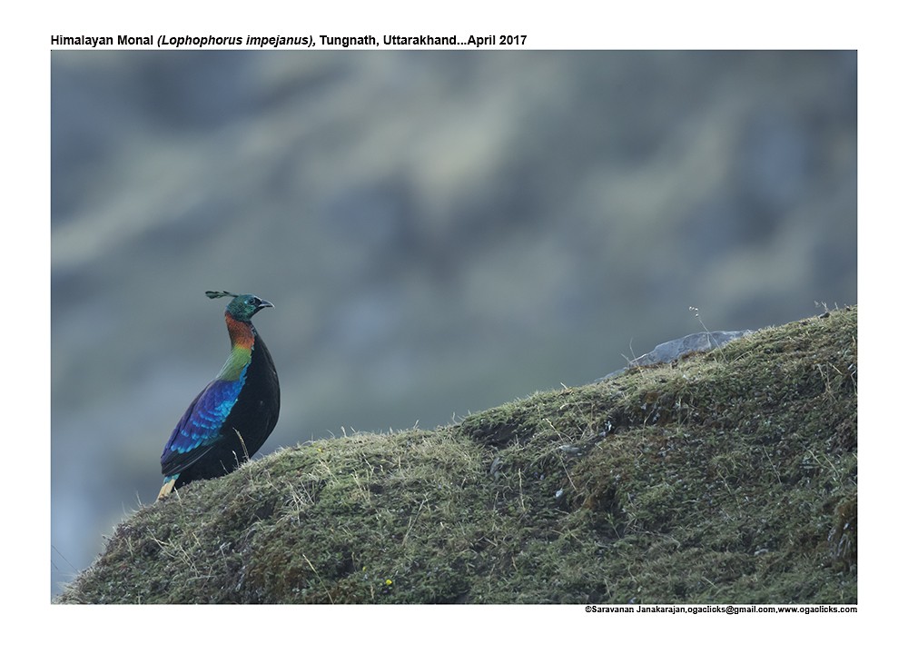 Himalayan Monal - ML617299120