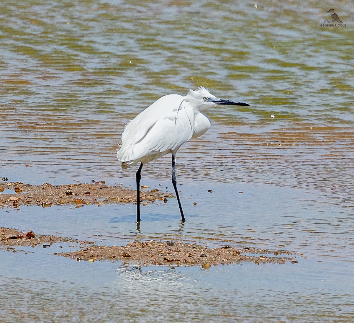 Aigrette garzette - ML617299152