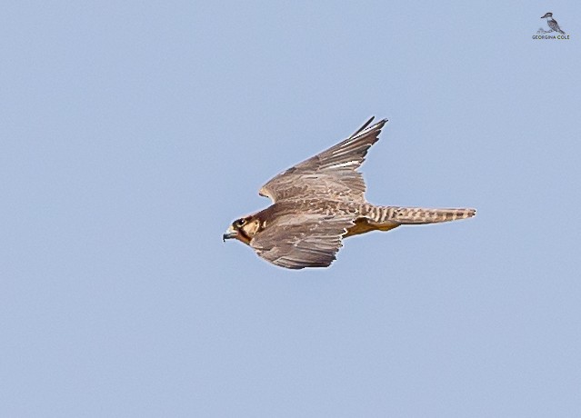 Lanner Falcon - ML617299163