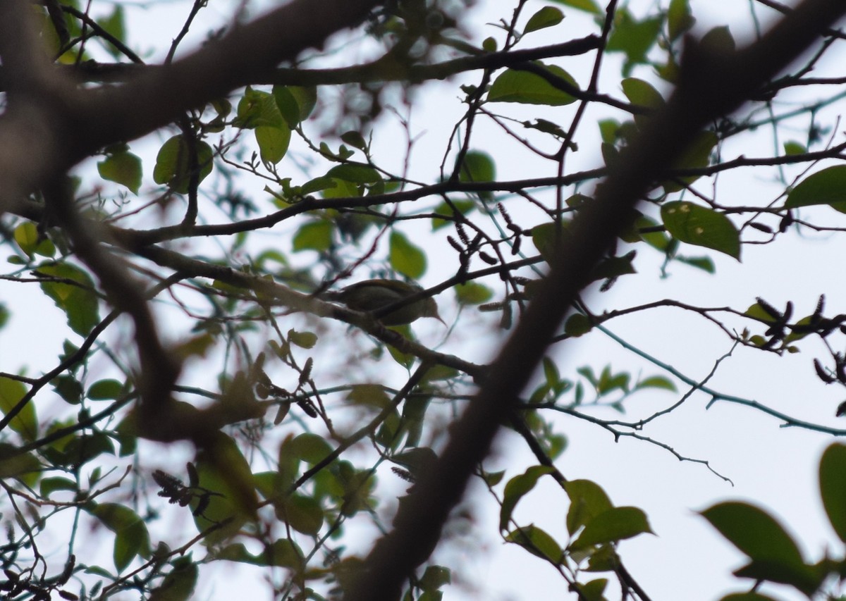 Common Tailorbird - Rabin Gautam