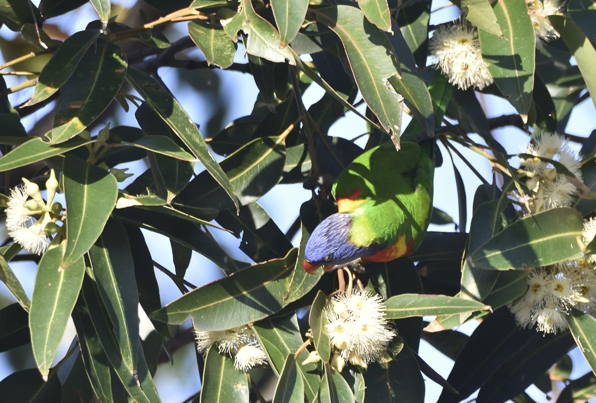 Rainbow Lorikeet - Anthony Katon