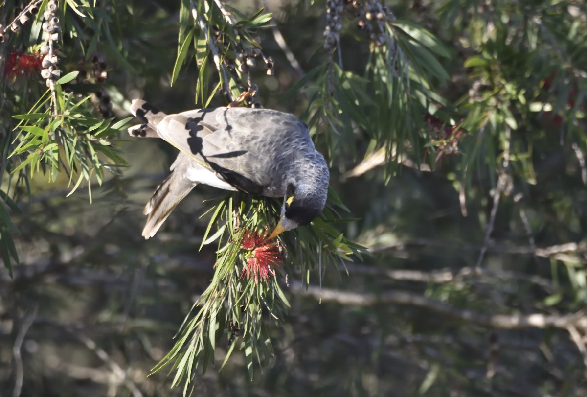 Noisy Miner - Anthony Katon