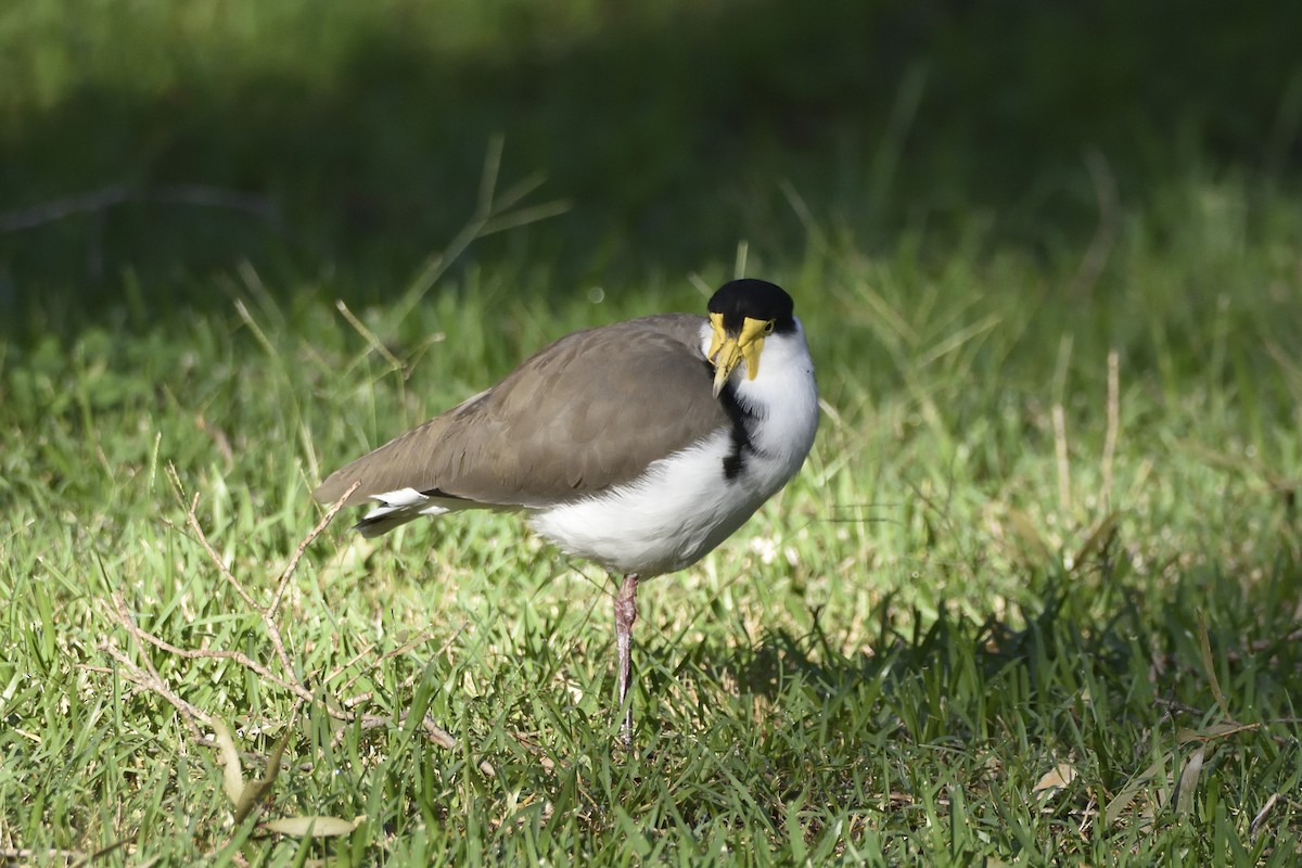 Masked Lapwing (Black-shouldered) - Anthony Katon