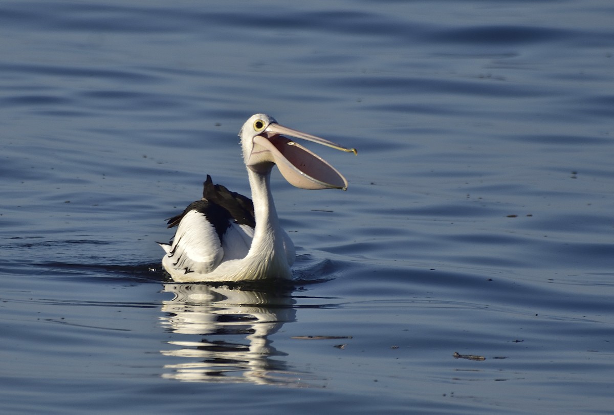 Australian Pelican - ML617299330