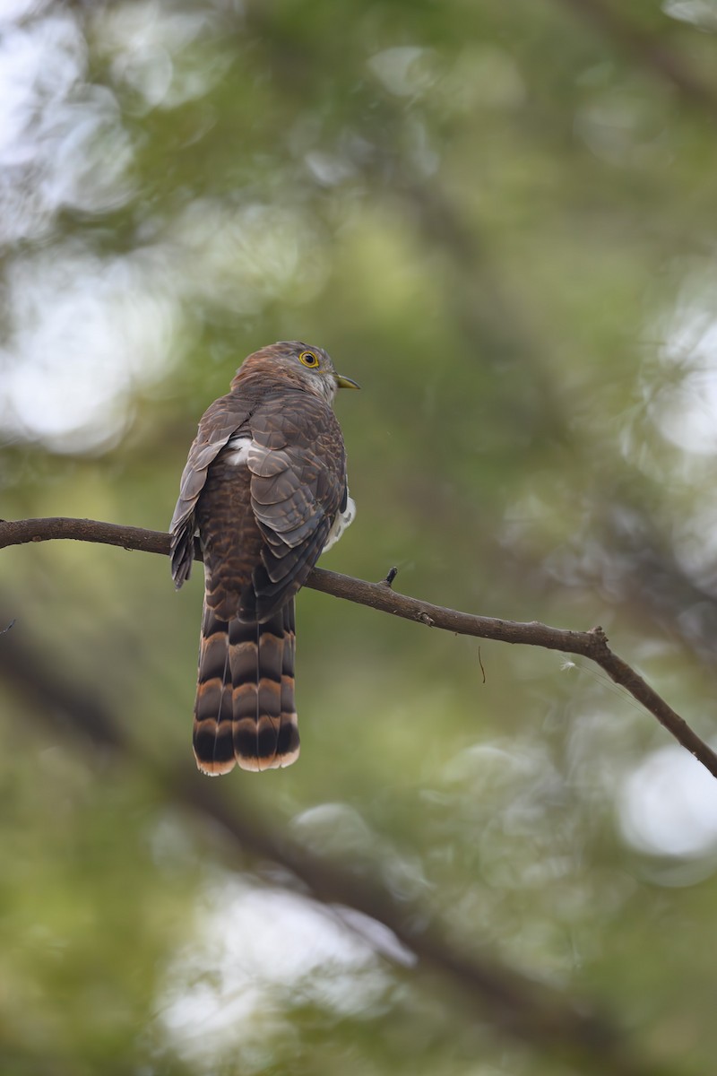 Common Hawk-Cuckoo - Sudhir Paul