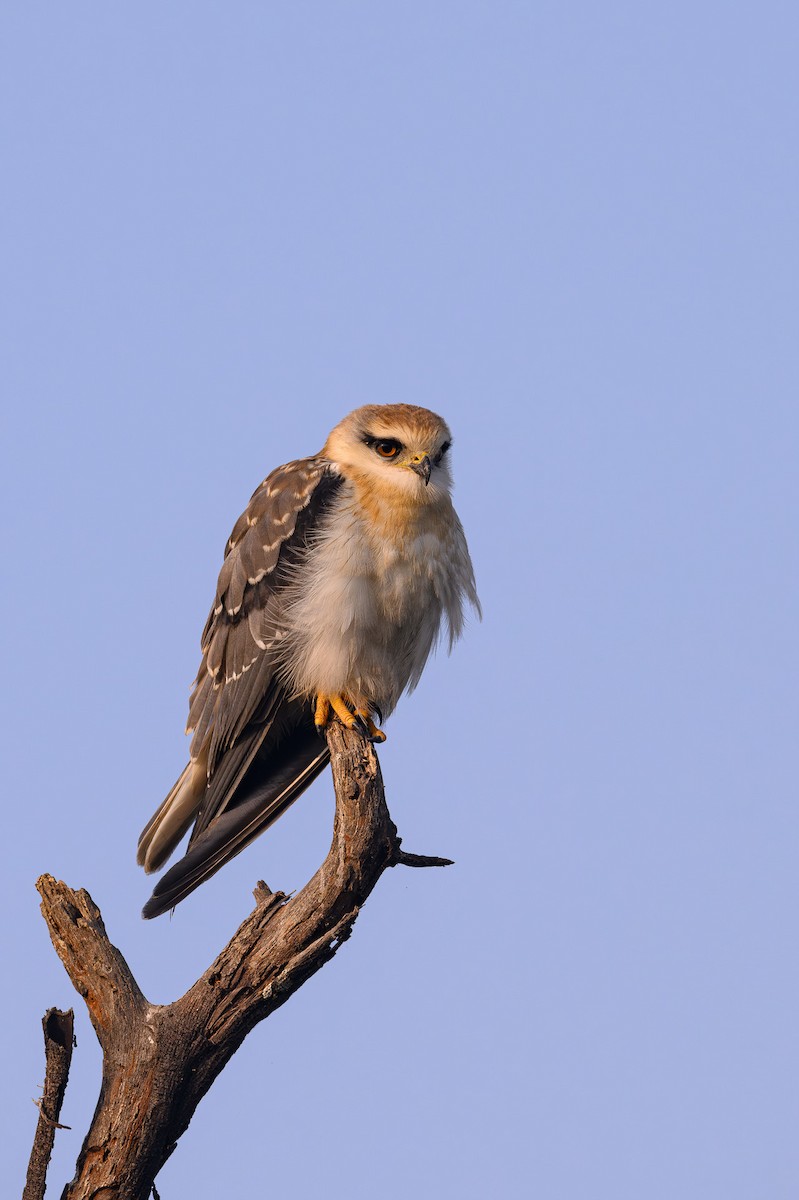 Black-winged Kite - Sudhir Paul