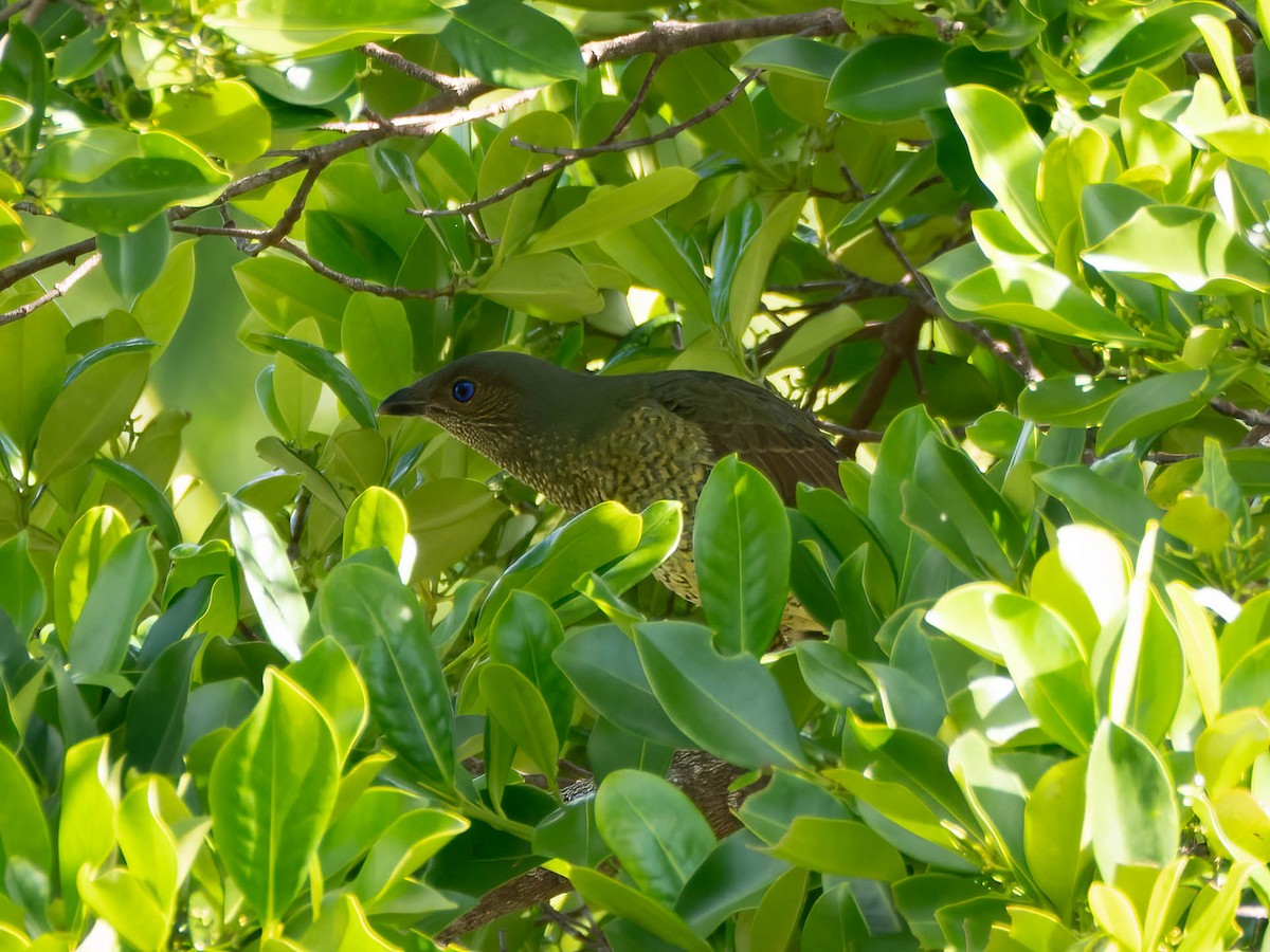 Satin Bowerbird - ML617299373