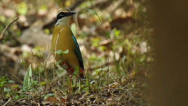 Indian Pitta - ML617299389