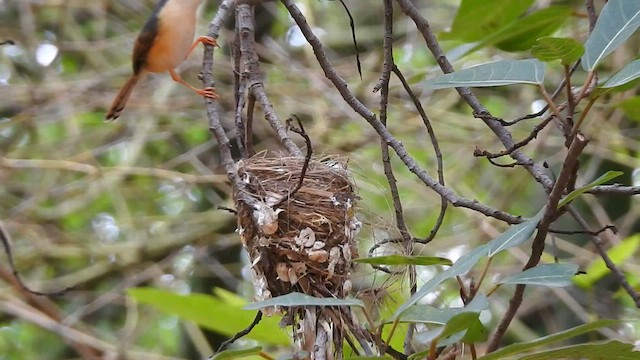 Prinia Cenicienta - ML617299423