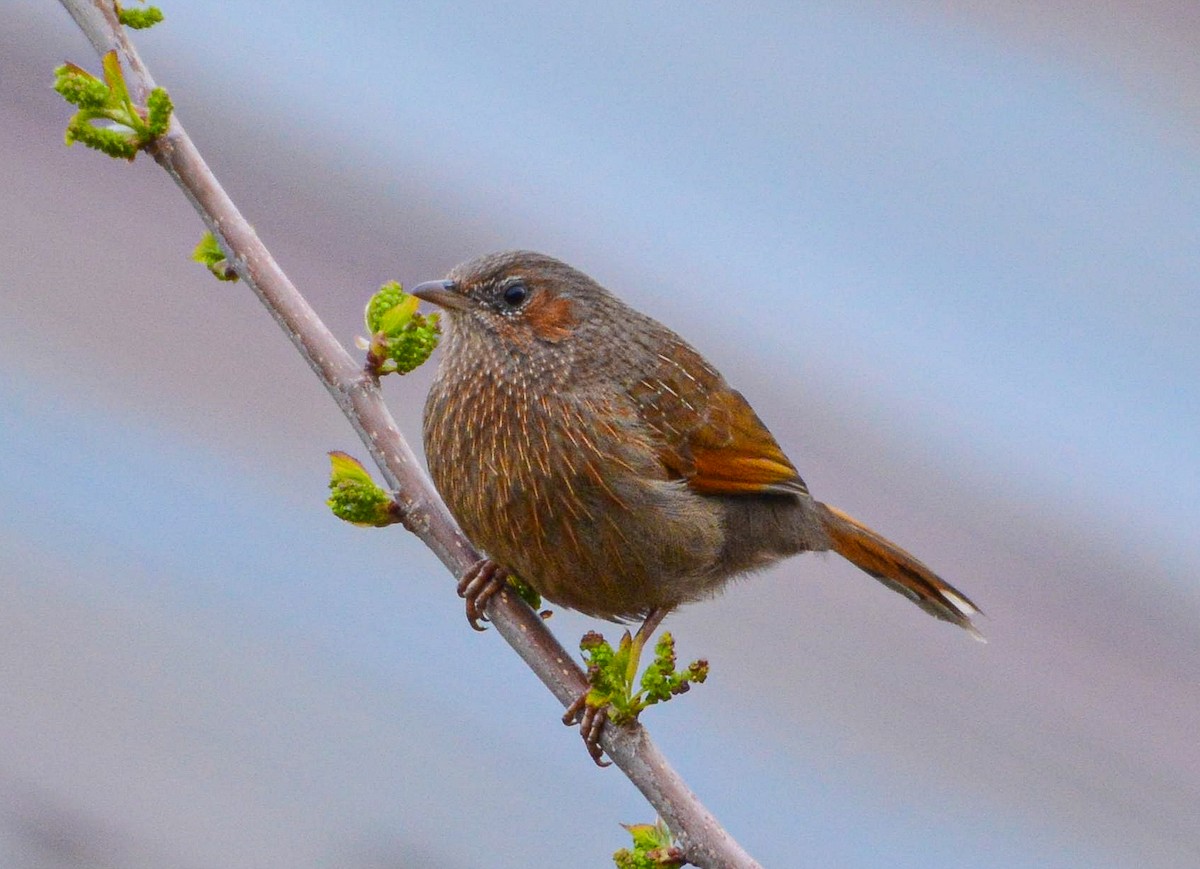 Streaked Laughingthrush - ML617299449