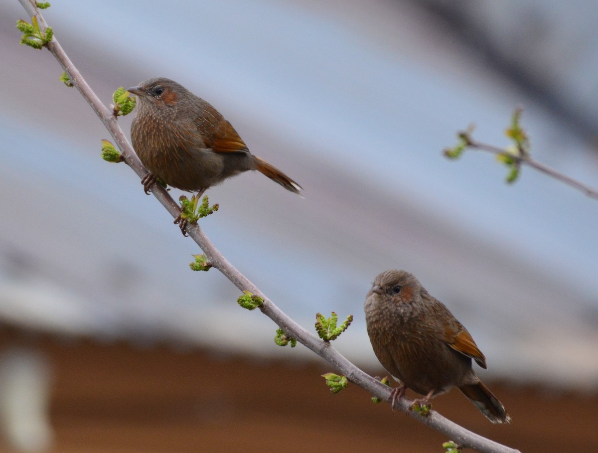 Streaked Laughingthrush - ML617299466