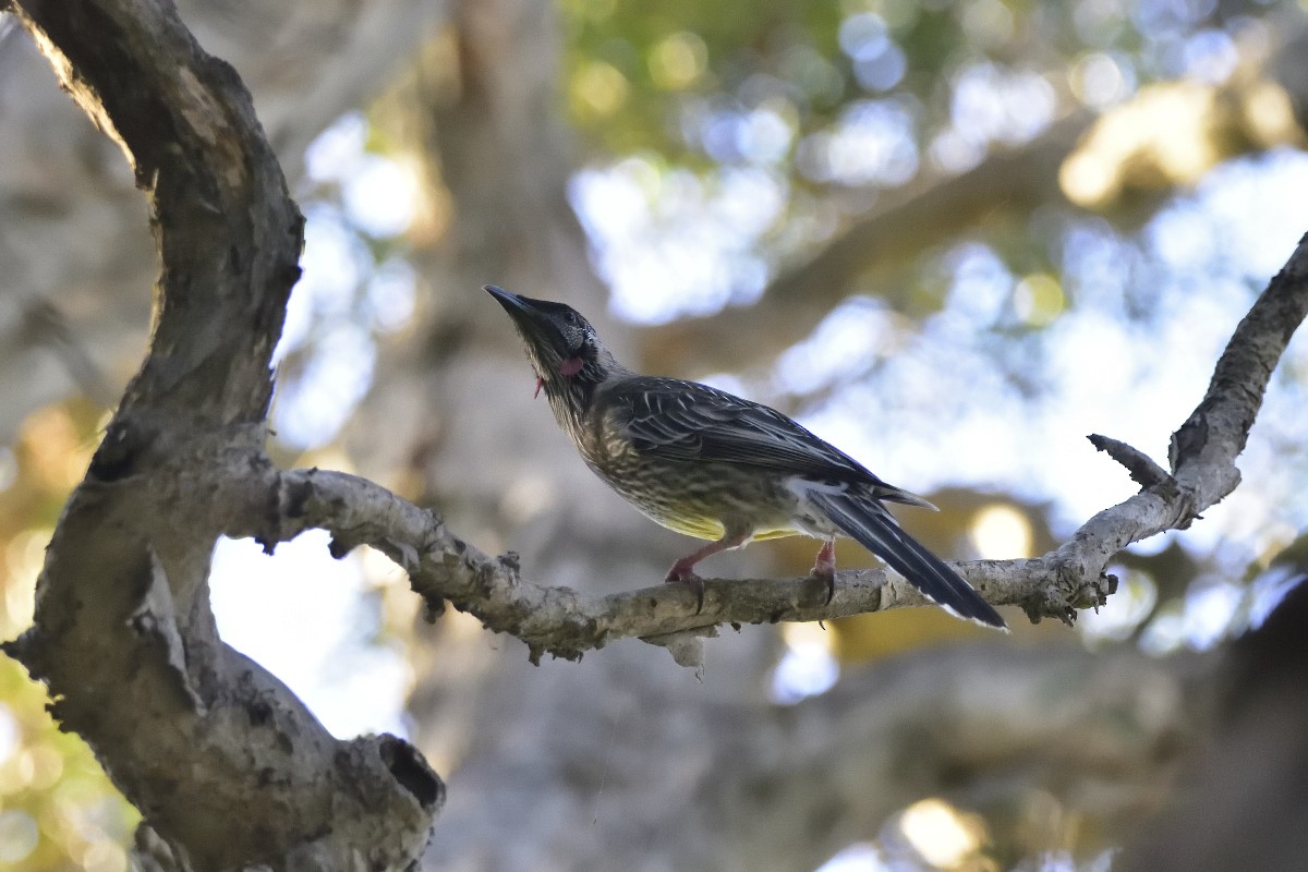 Red Wattlebird - Anthony Katon