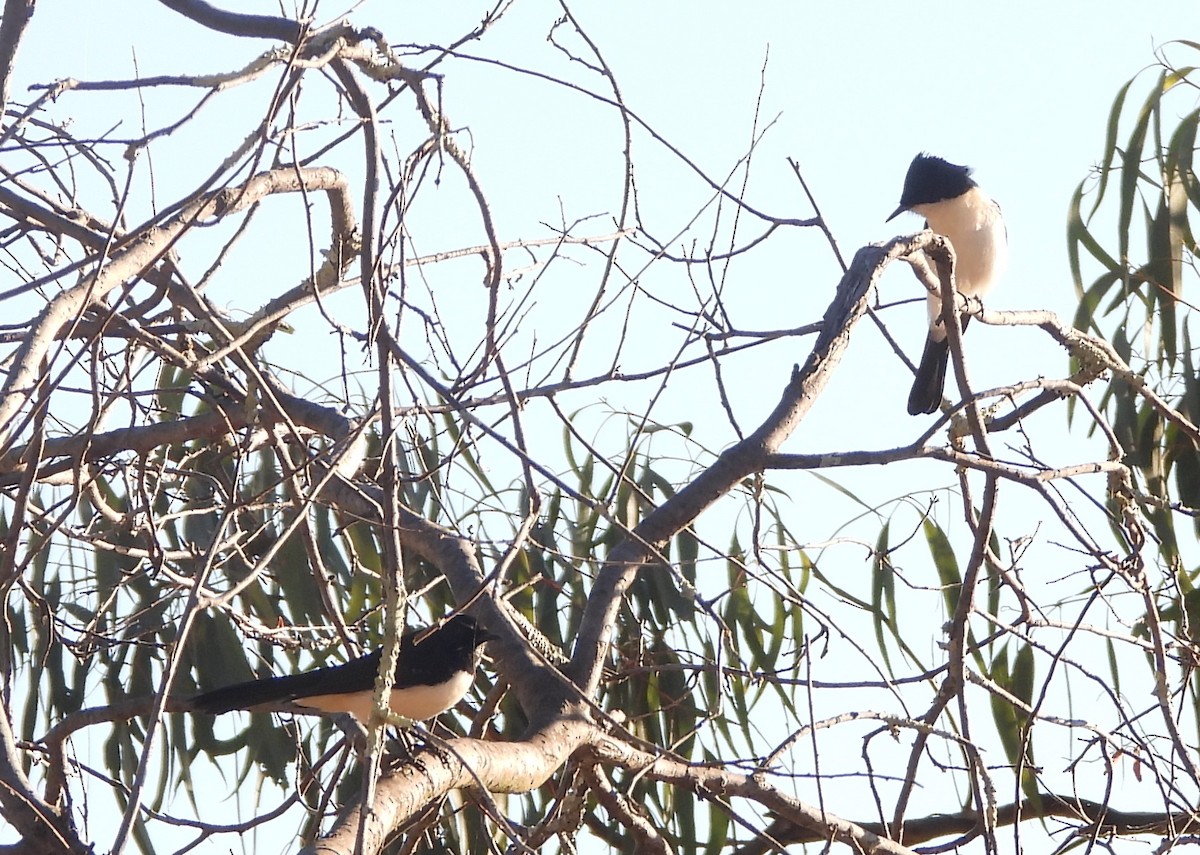 Willie-wagtail - David Dedenczuk