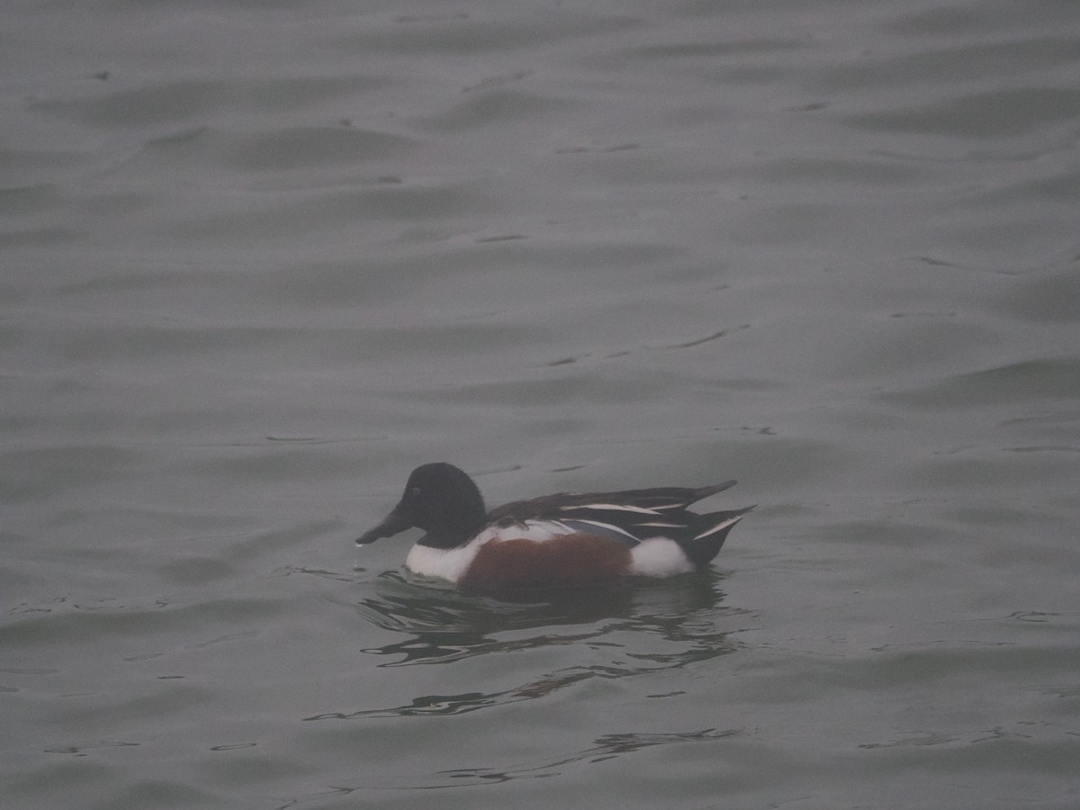 Northern Shoveler - ML617299571