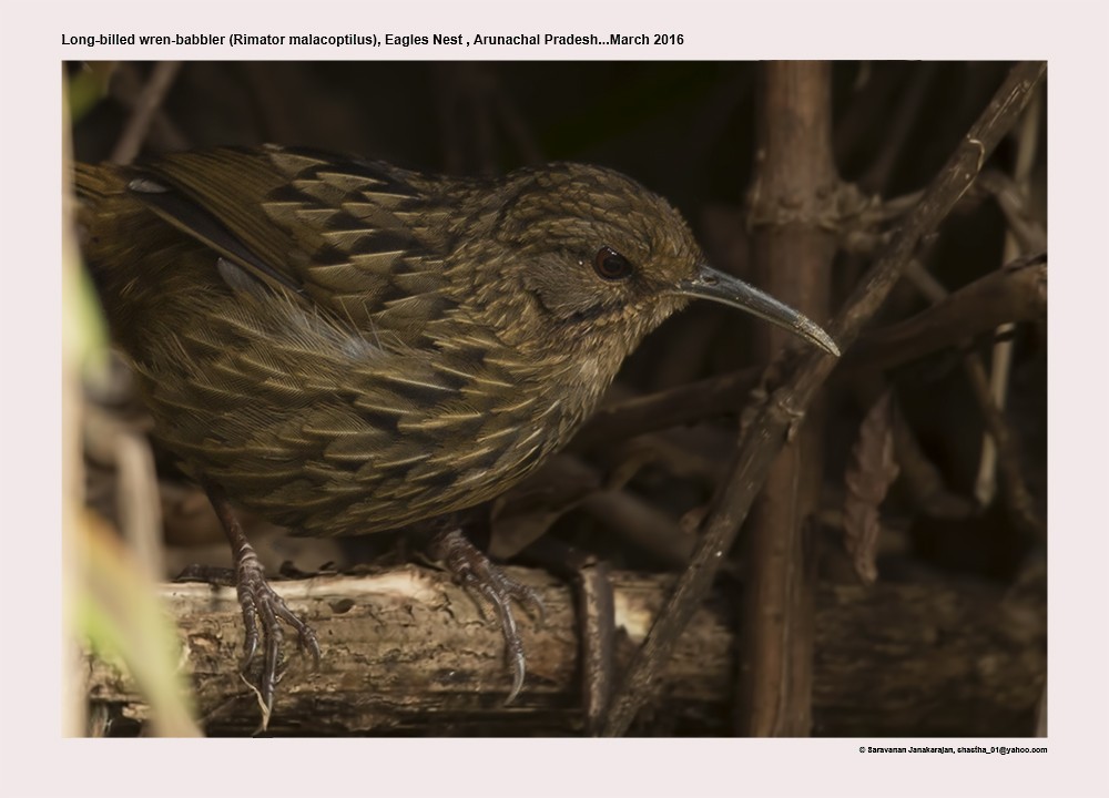 Long-billed Wren-Babbler - ML617299586