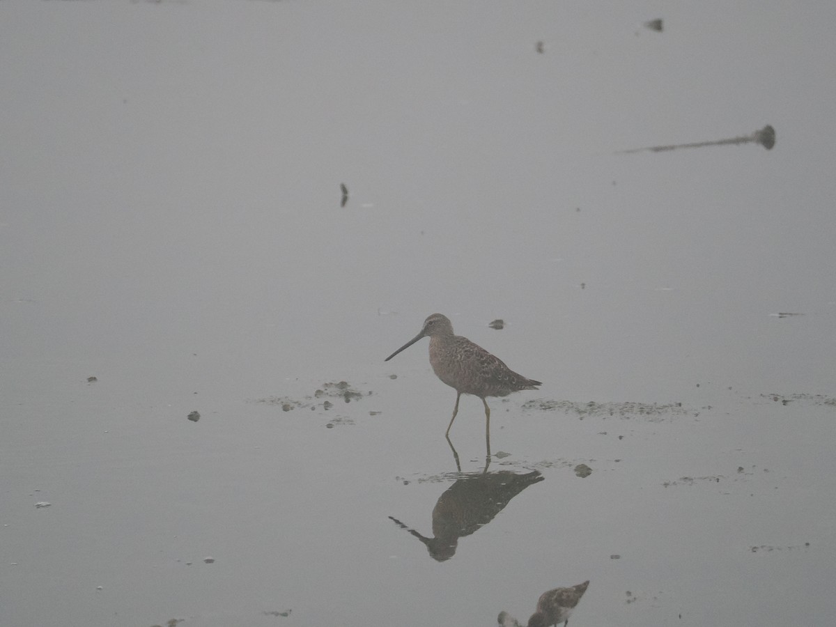 Long-billed Dowitcher - ML617299595