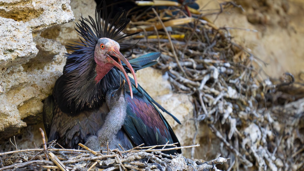 Northern Bald Ibis - Simon Tonkin