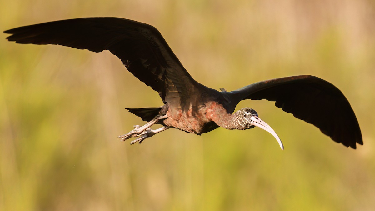 Glossy Ibis - Daniel Hinckley | samazul.com