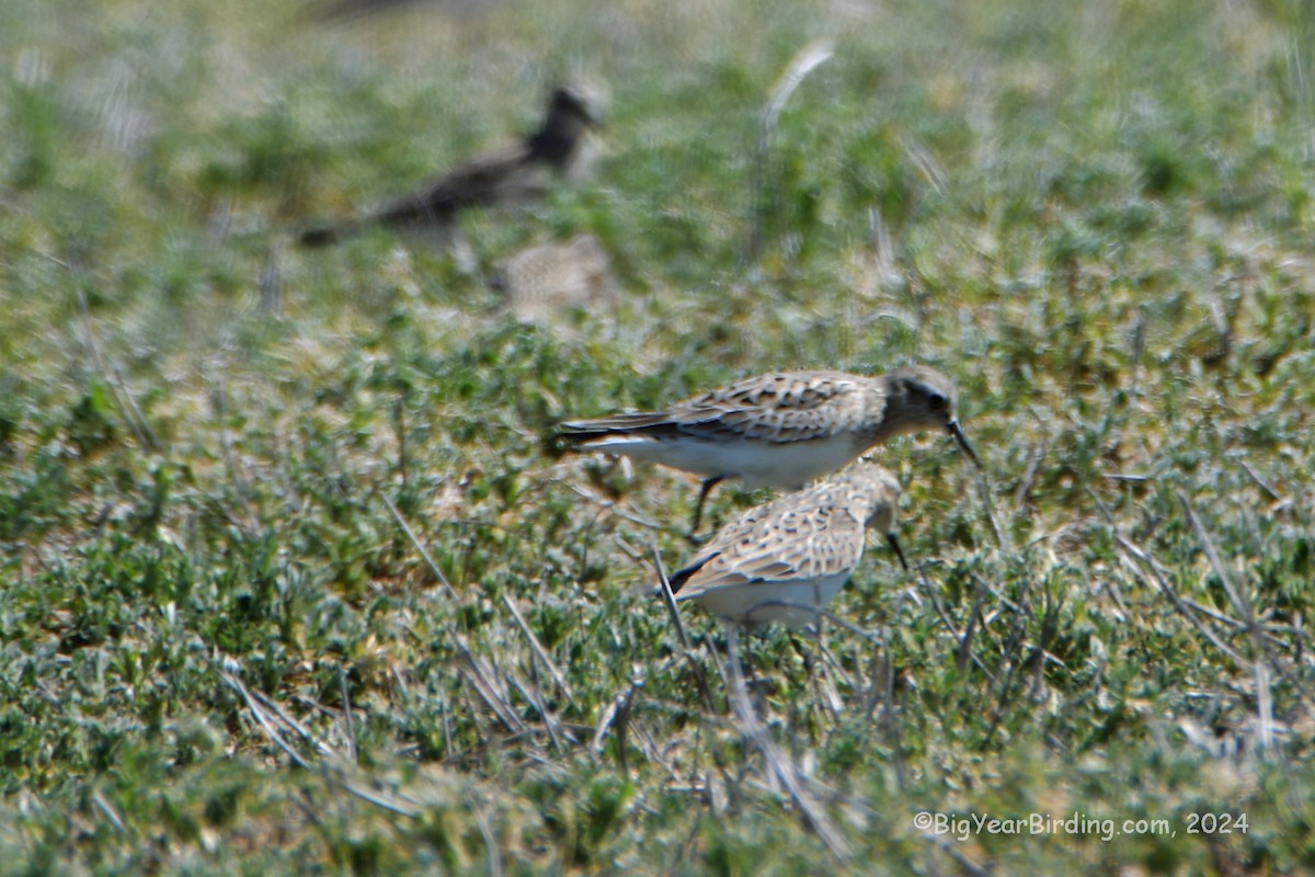 Baird's Sandpiper - Ethan Whitaker