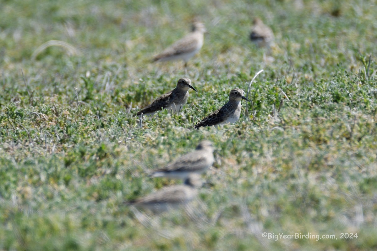 Baird's Sandpiper - ML617299637