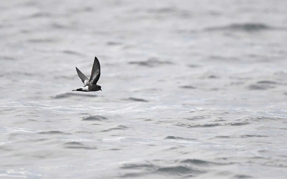 Pincoya Storm-Petrel - ML617299752