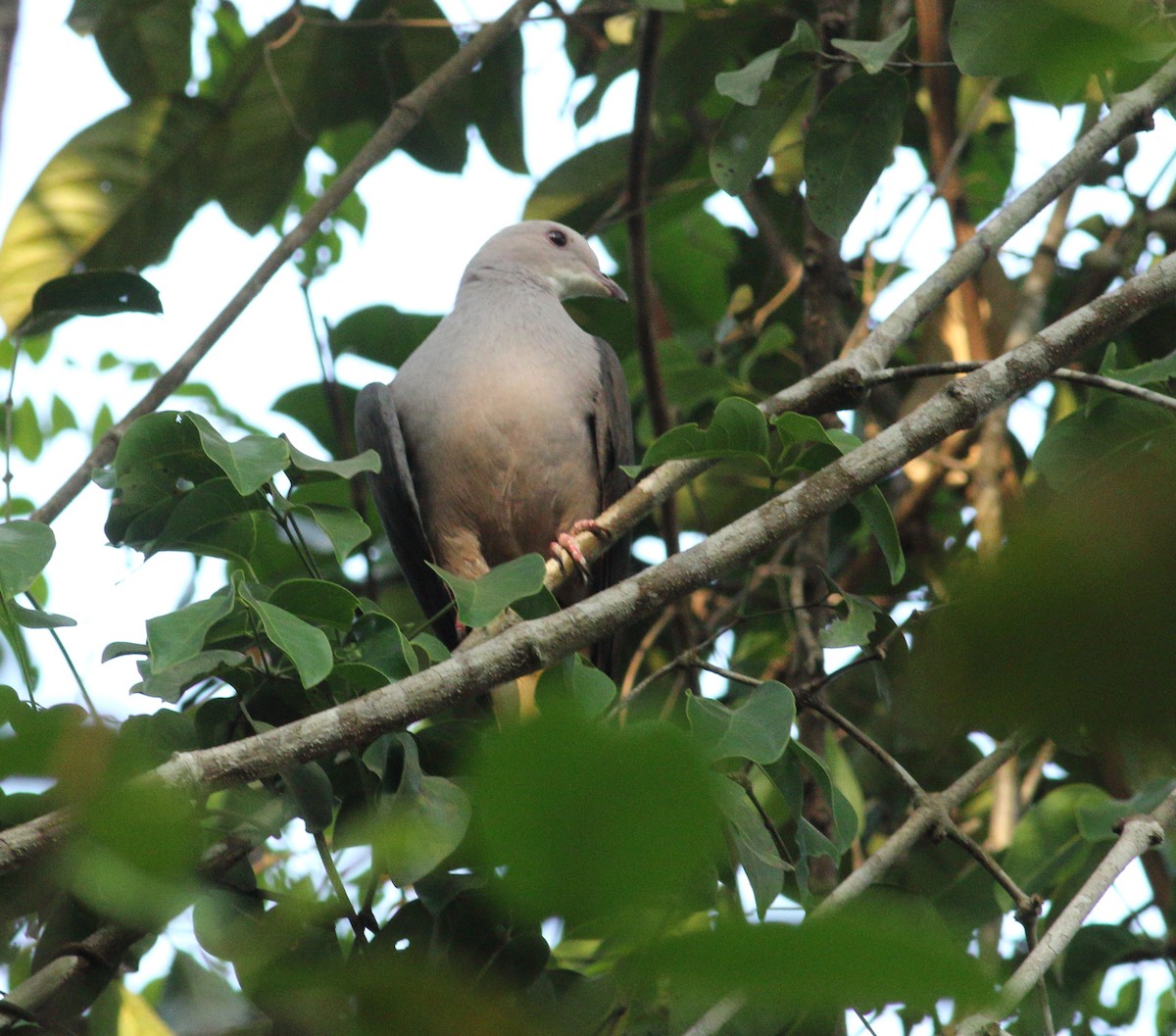 Dúcula Dorsicastaña (cuprea) - ML617299765