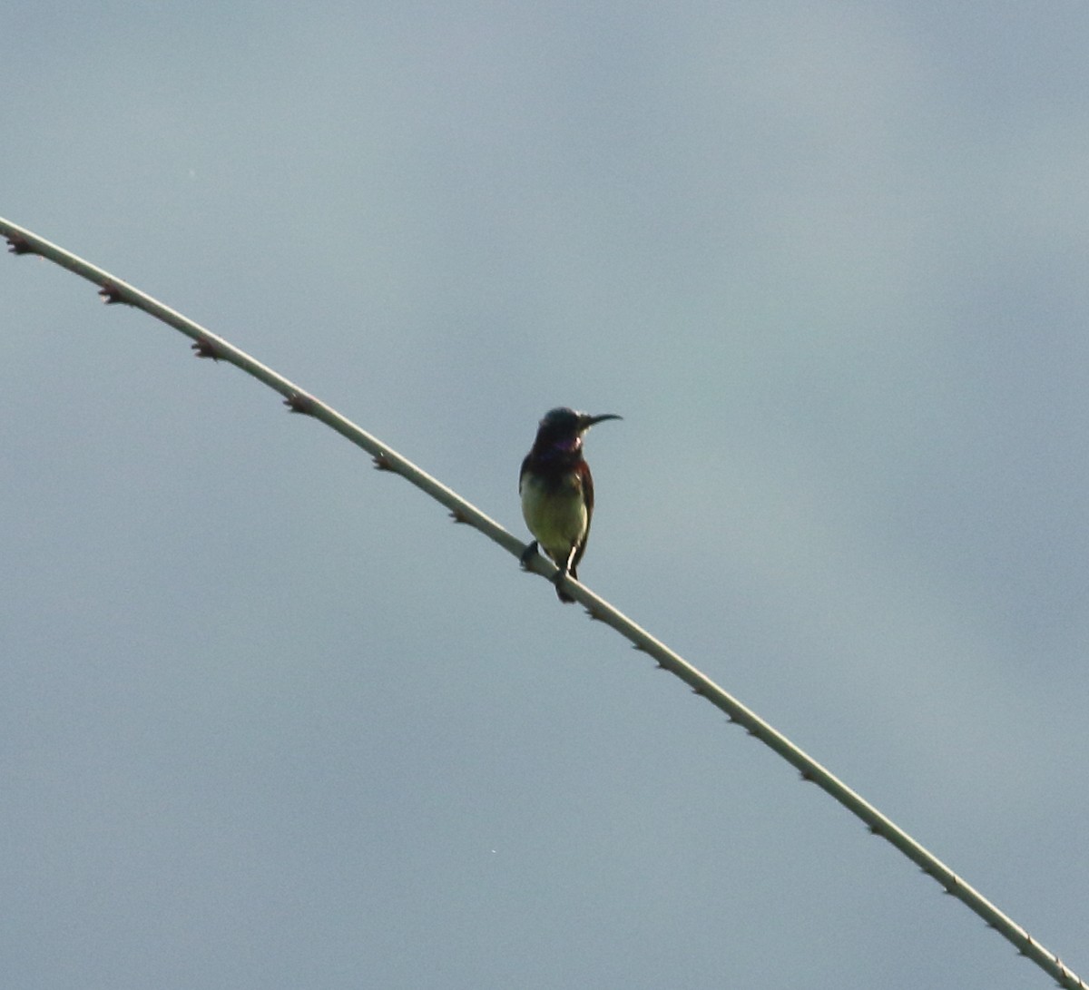 Crimson-backed Sunbird - ML617299769