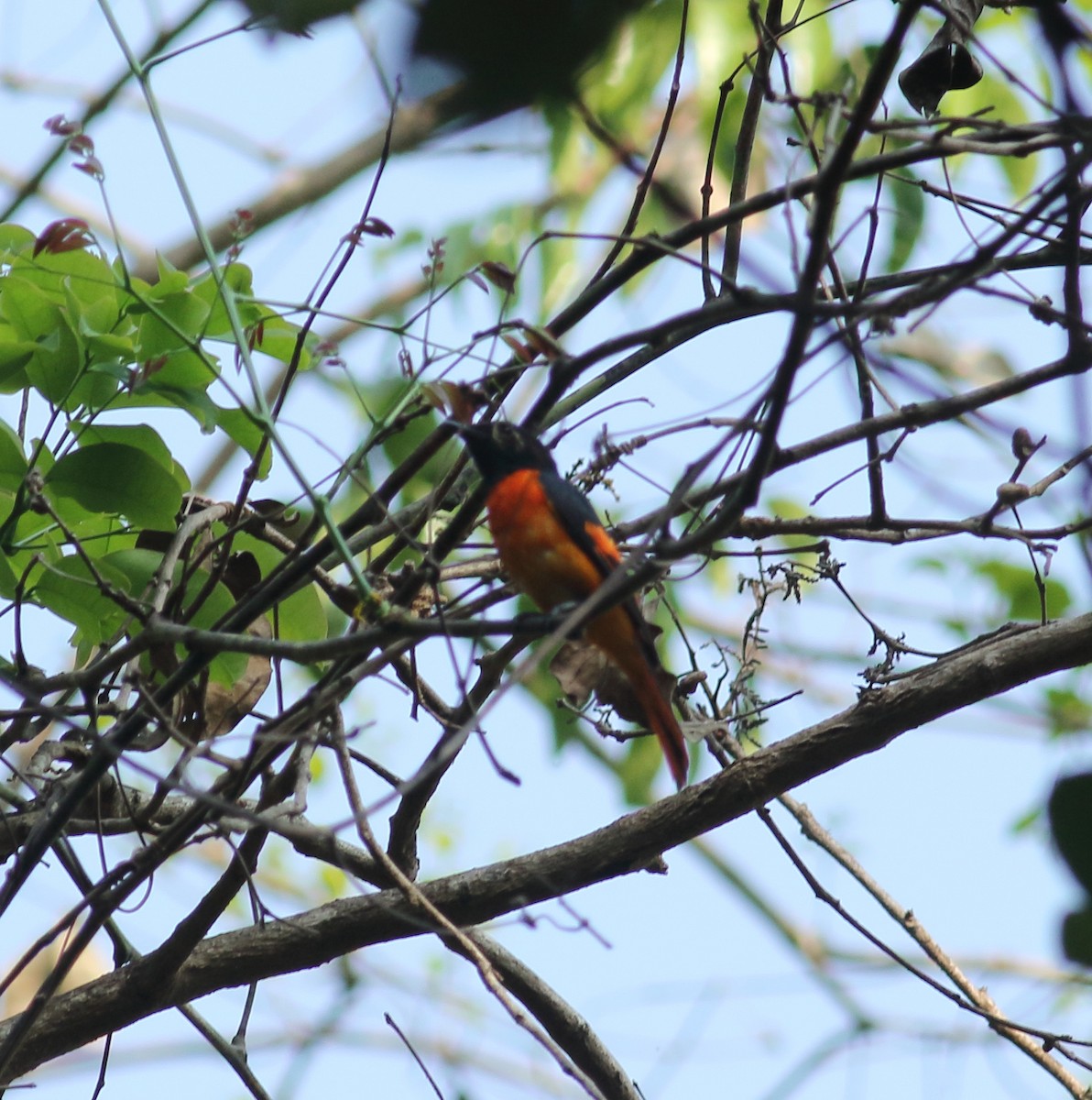 Orange Minivet - ML617299795