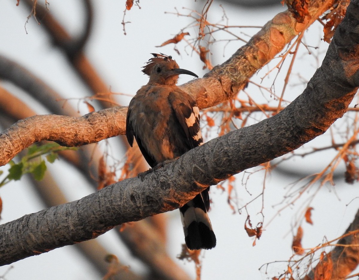 Common Hoopoe - ML617299817