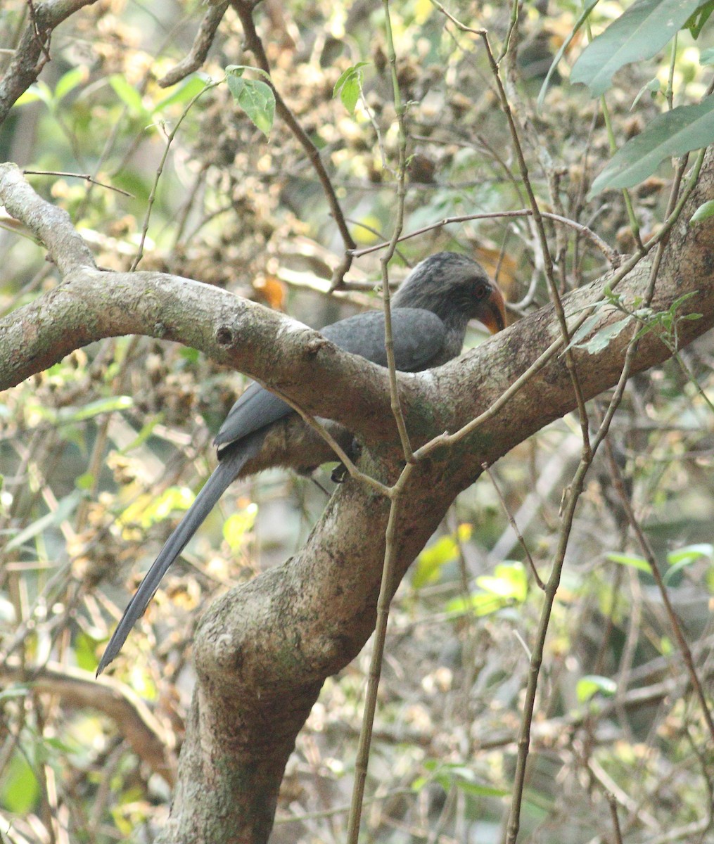 Malabar Gray Hornbill - ML617299829