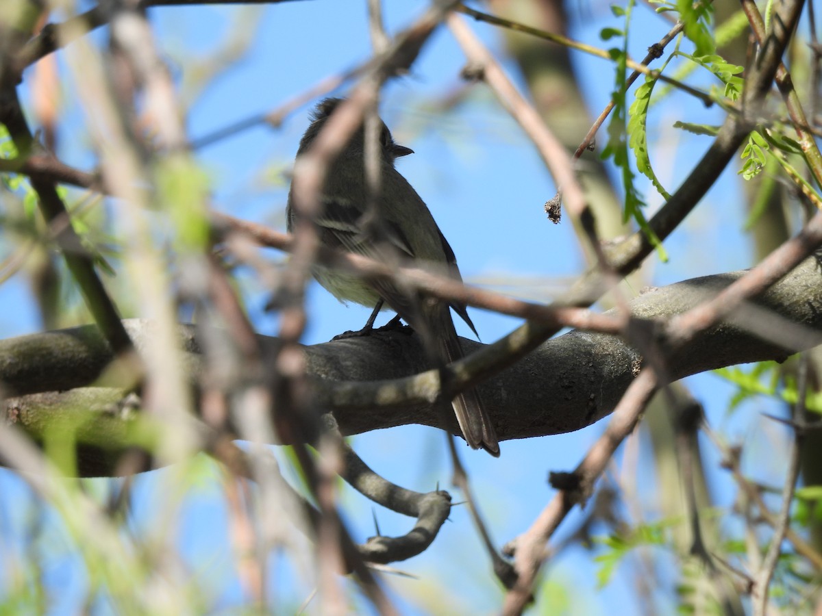 Dusky Flycatcher - ML617299845