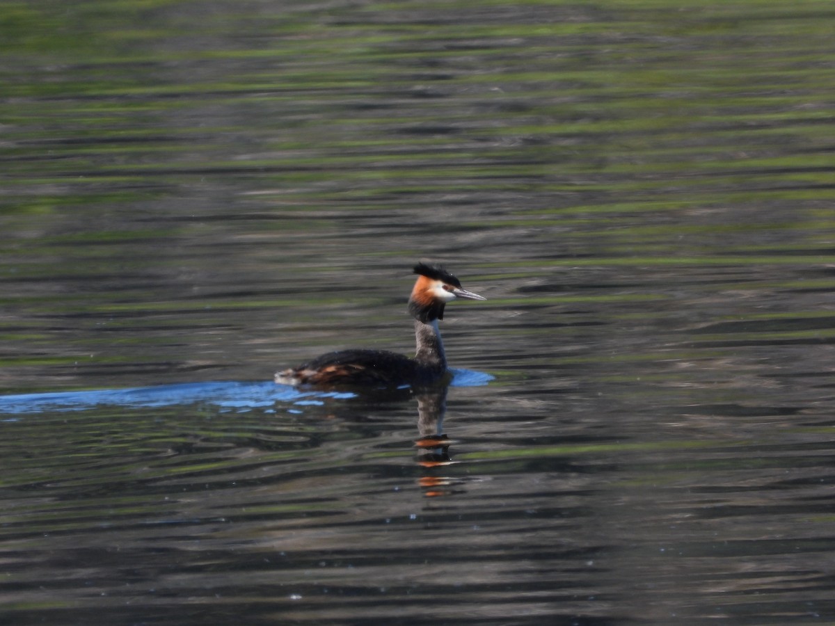 Great Crested Grebe - Francisco Molinero