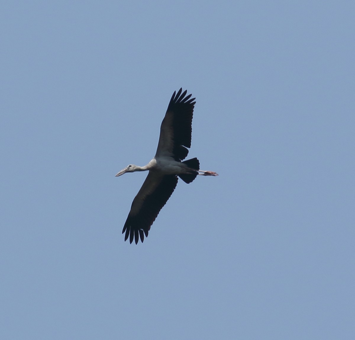 Asian Openbill - ML617299870