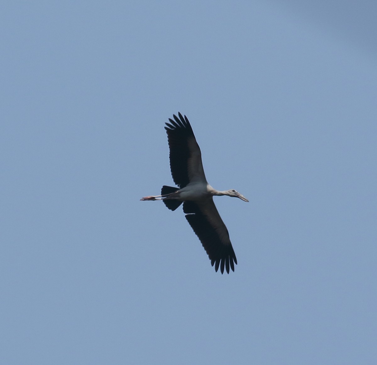 Asian Openbill - ML617299876