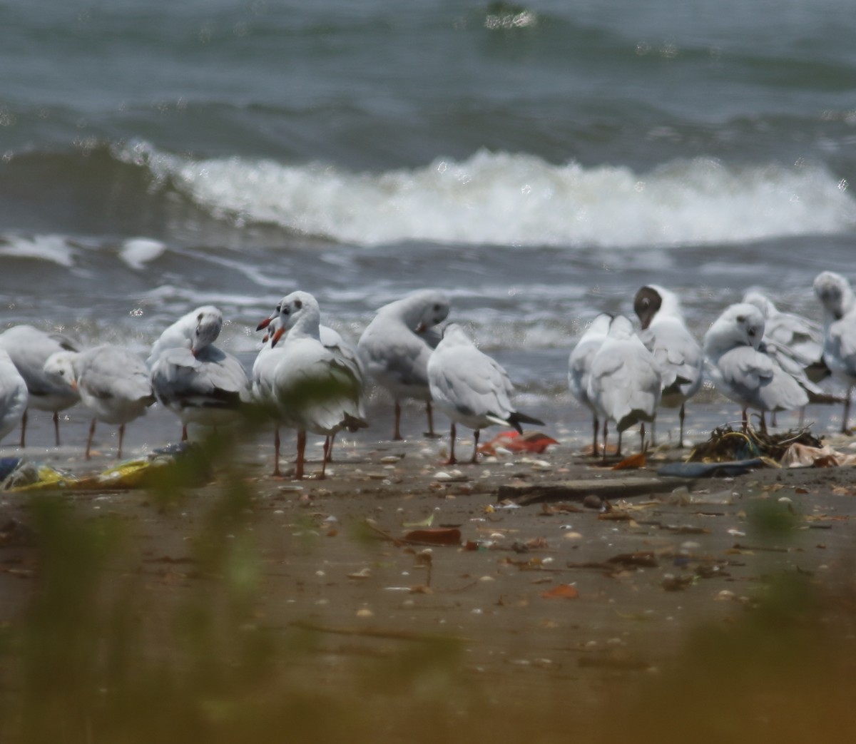 Brown-headed Gull - ML617299918