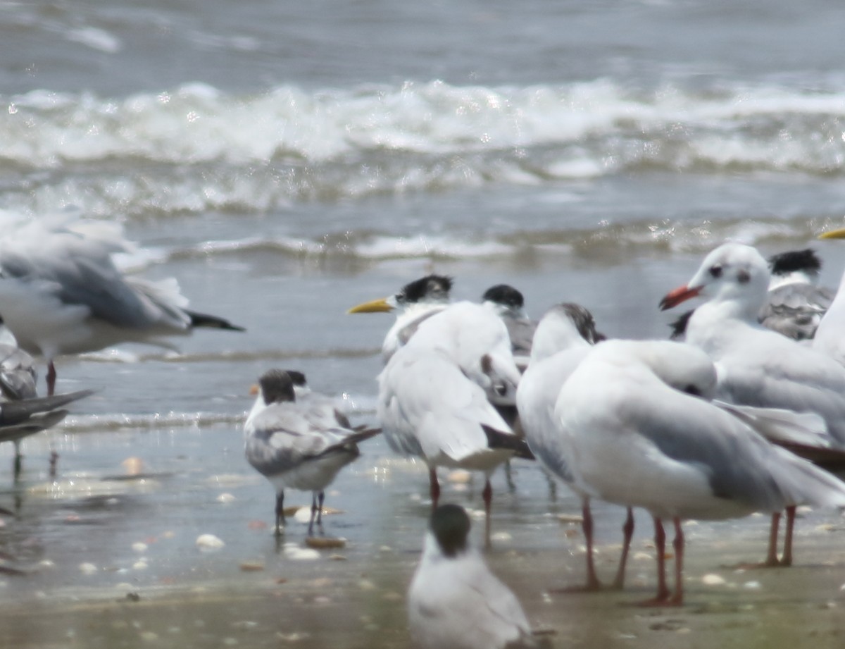 Great Crested Tern - ML617299925