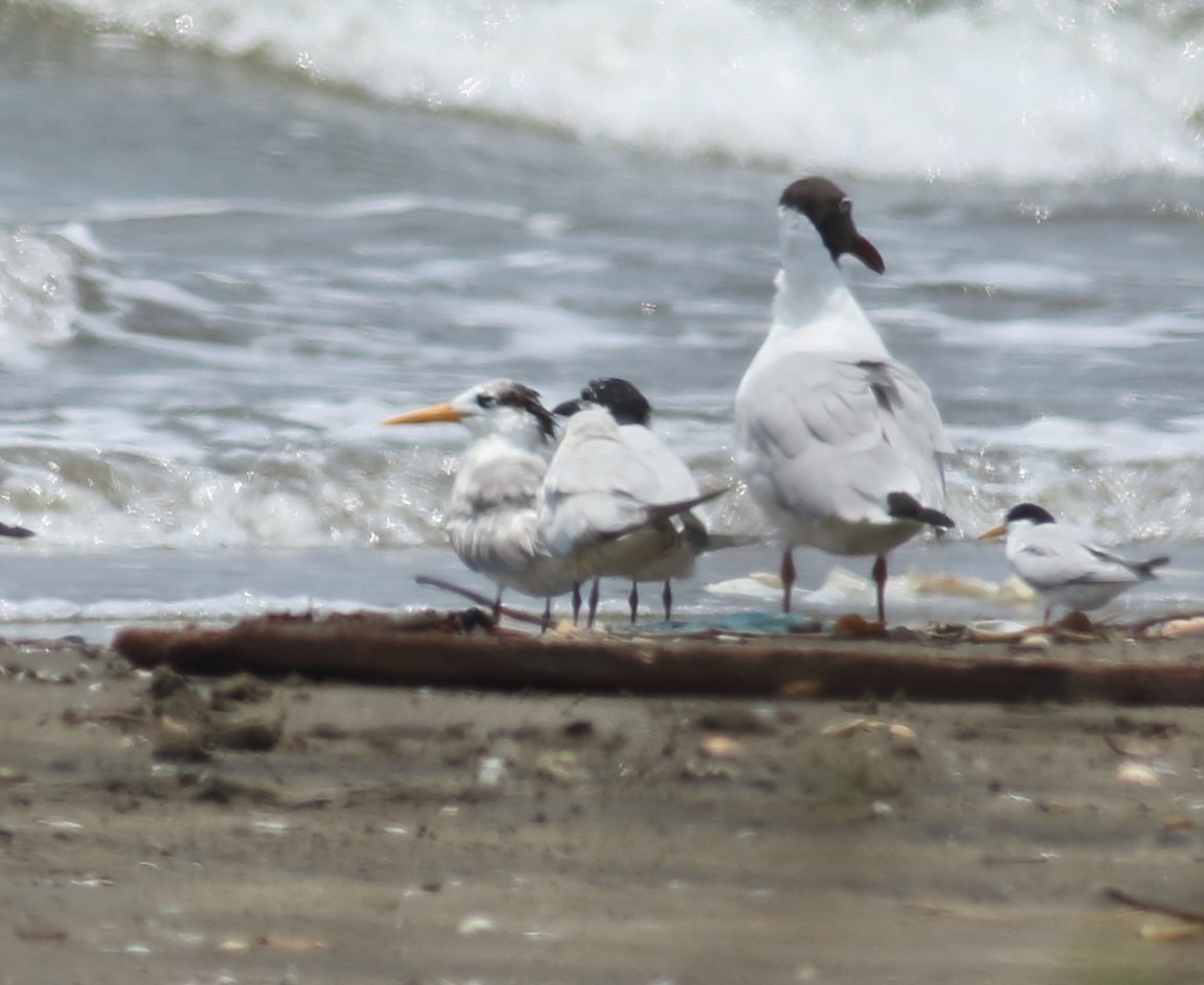 Lesser Crested Tern - ML617299929