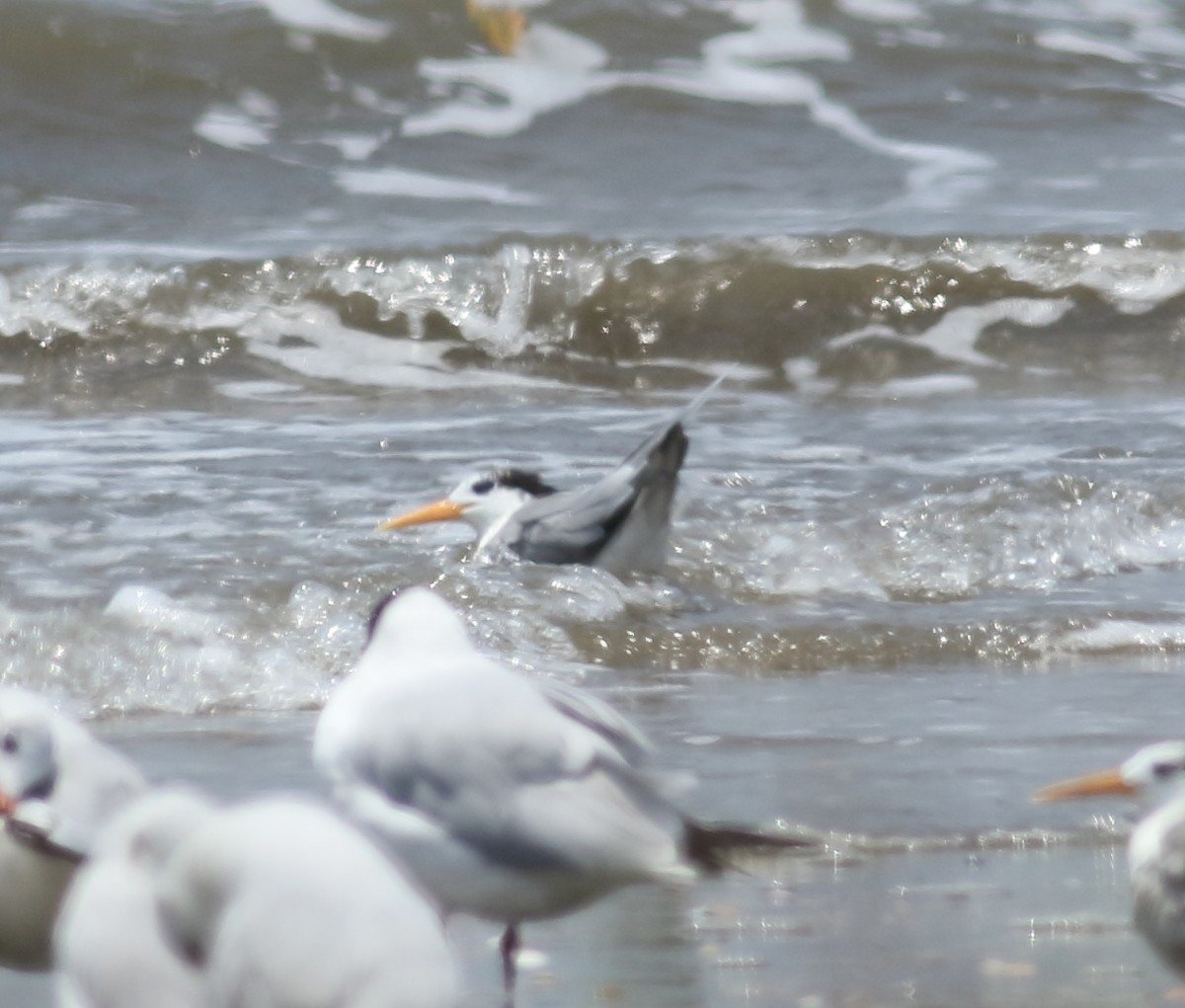 Lesser Crested Tern - ML617299936