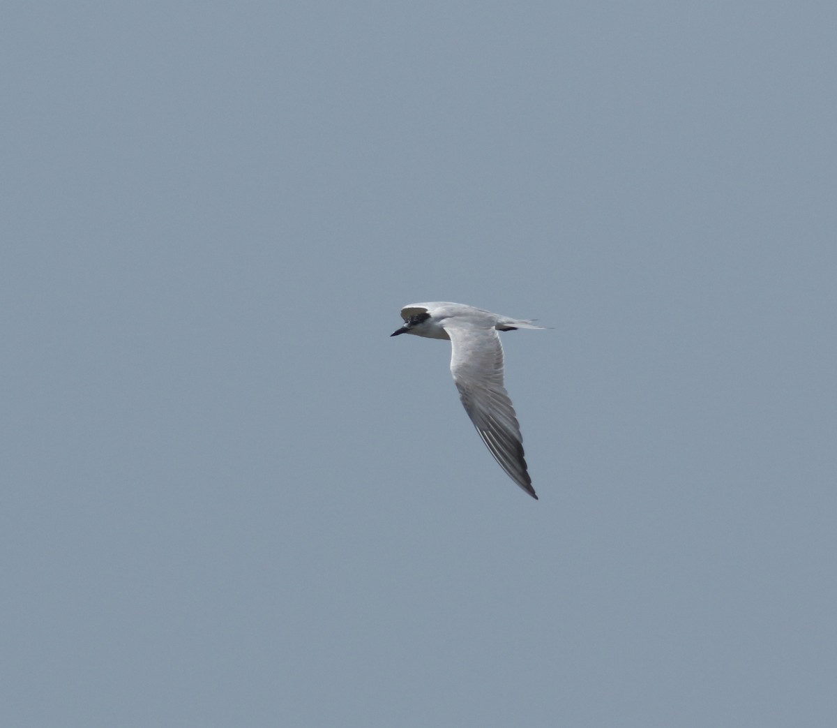 Gull-billed Tern - ML617299937