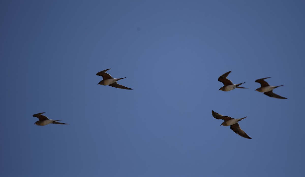 Collared Pratincole - ML617299938