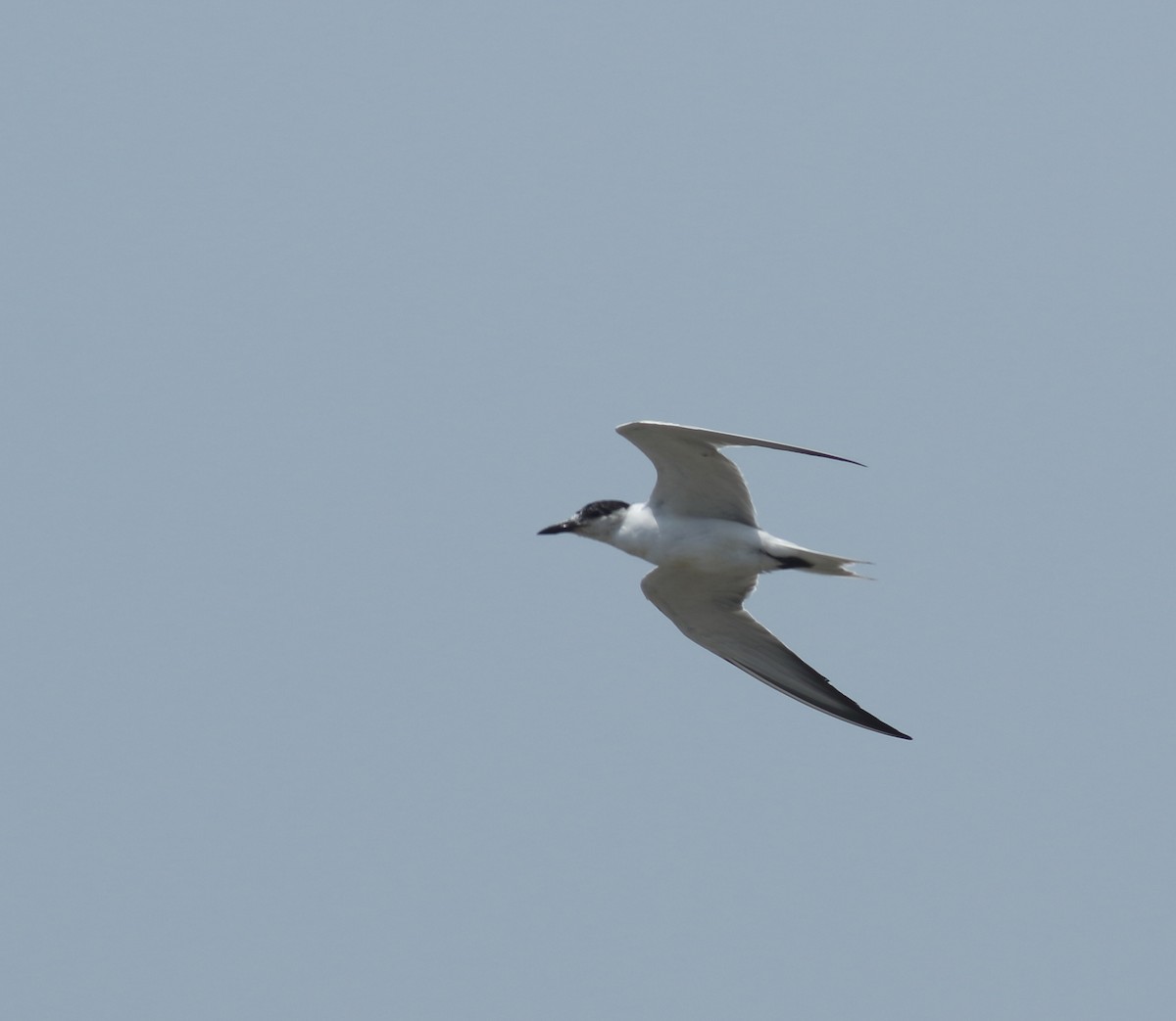 Gull-billed Tern - ML617299939