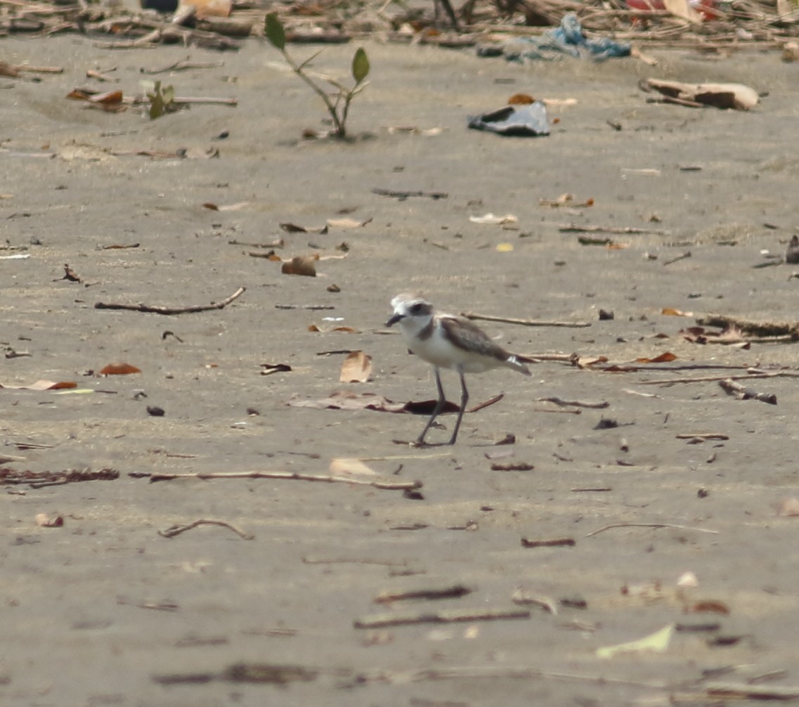 Tibetan Sand-Plover - ML617299942