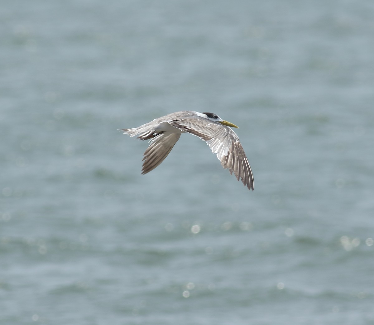 Great Crested Tern - ML617299951