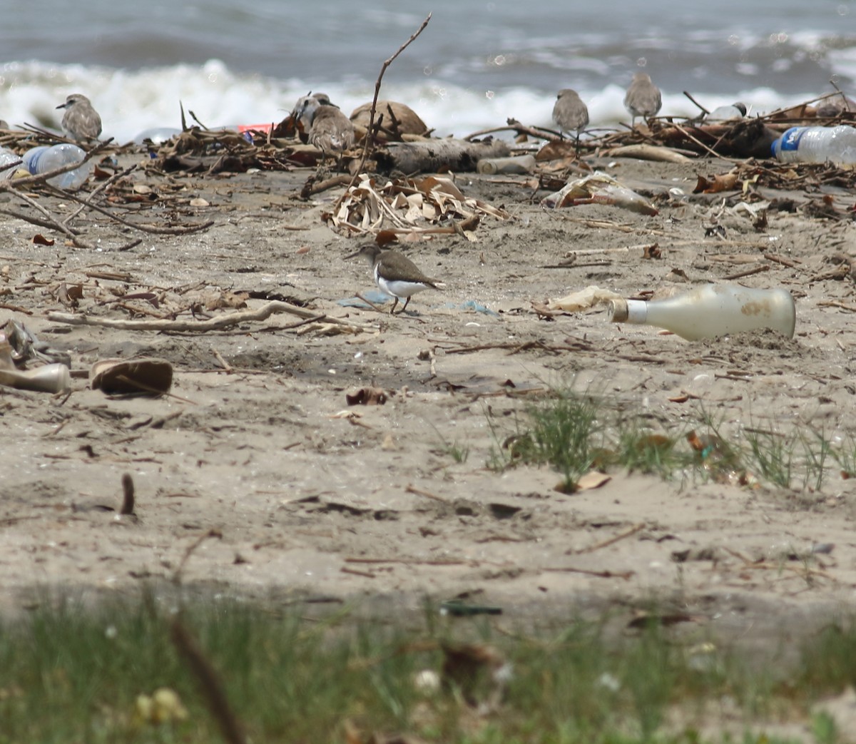 Common Sandpiper - ML617299965