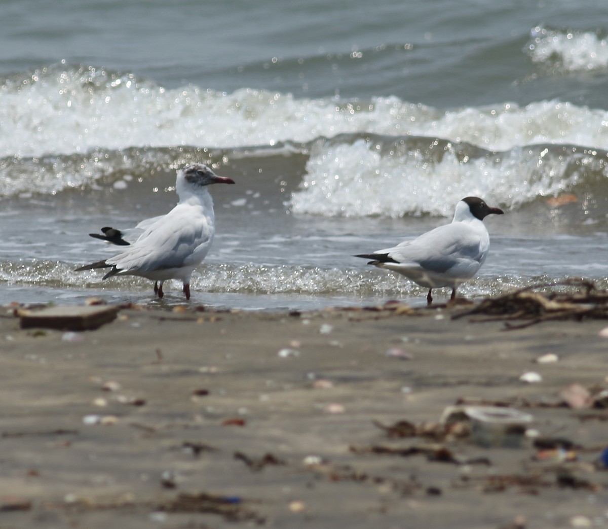 Brown-headed Gull - ML617299986