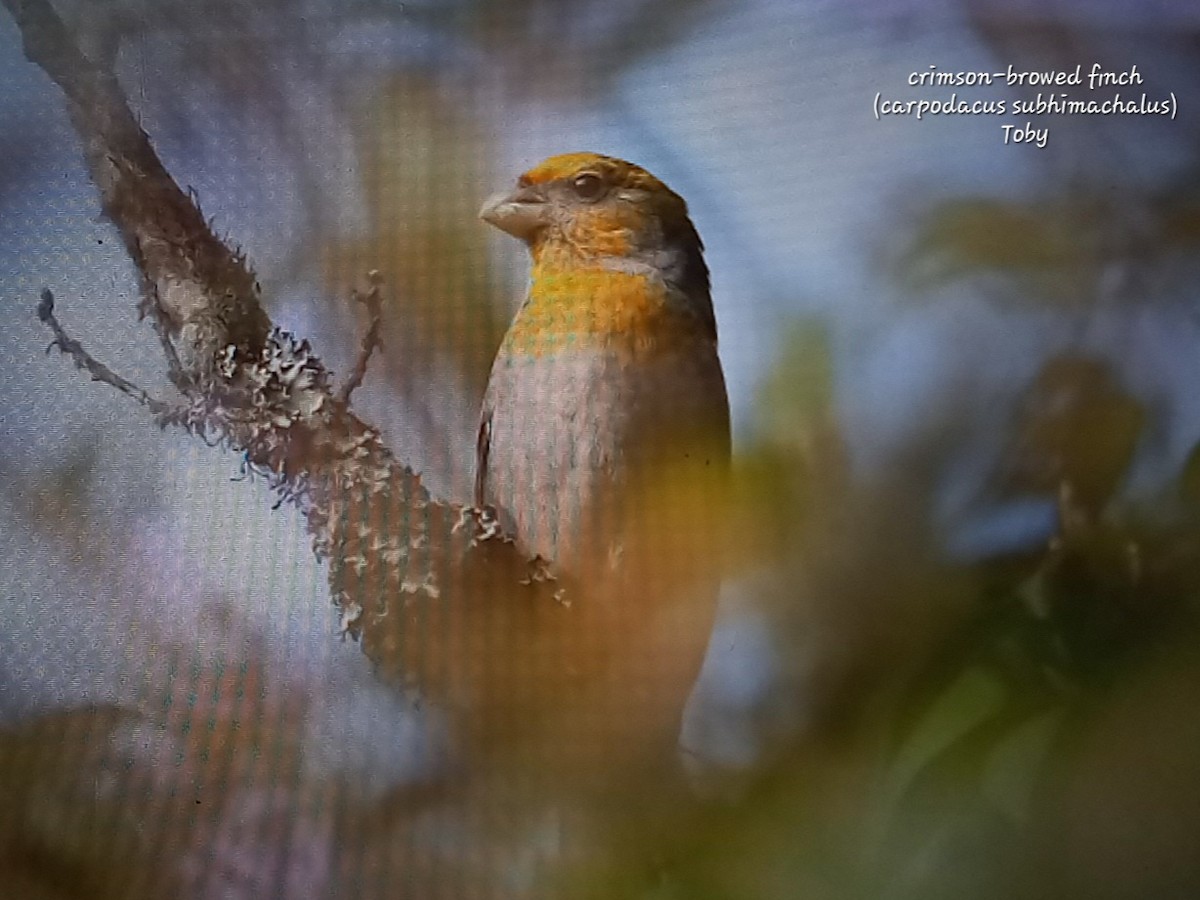 Crimson-browed Finch - ML617299989