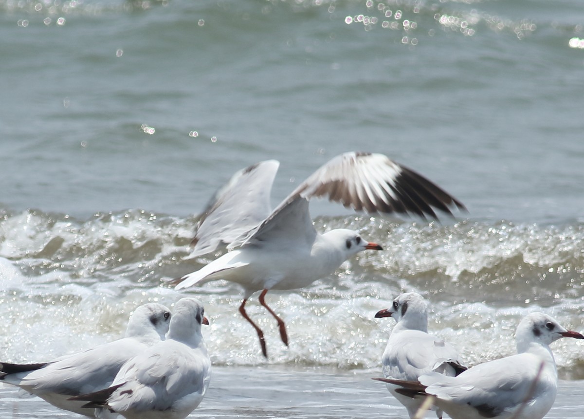 Black-headed Gull - ML617300000