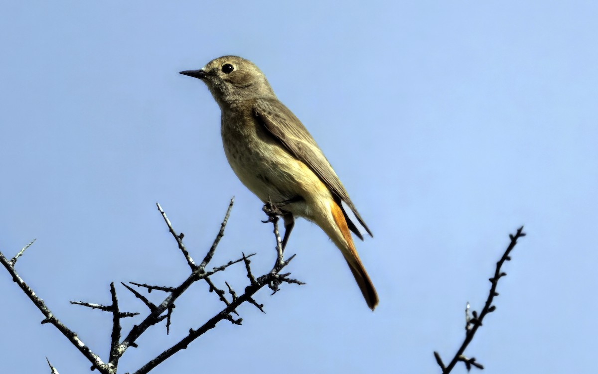 Common Redstart - ML617300021