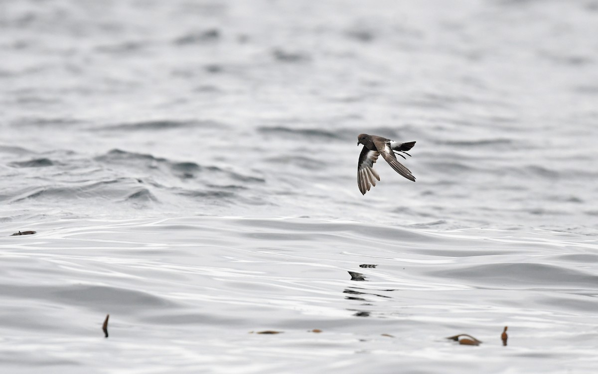 Pincoya Storm-Petrel - ML617300036